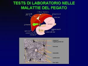 TESTS DI LABORATORIO NELLE MALATTIE DEL FEGATO Funzioni