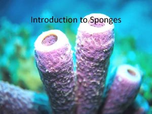 Introduction to Sponges Porifera Porifera Porebearing Over 4