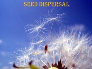Water lily seed dispersal