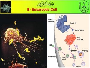 B Eukaryotic Cell 3 The Endomembrane System a