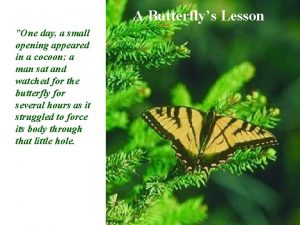 A Butterflys Lesson One day a small opening