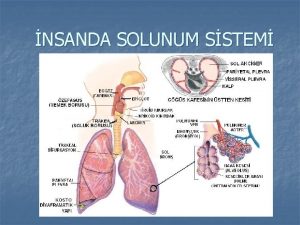 NSANDA SOLUNUM SSTEM SOLUNUM Akcierlerin atmosfer havas ile