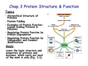 Hierarchy of protein structure