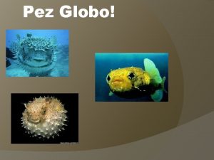 Pez Globo Caractersticas Fsicas El pez globo es