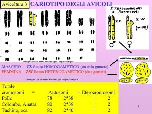 Avicoltura 3 CARIOTIPO DEGLI AVICOLI Immagini Lucidi lezioni