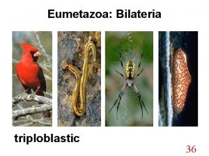 Eumetazoa triploblastic