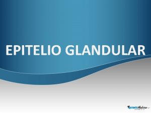 EPITELIO GLANDULAR EPITELIO GLANDULAR Glndula Parnquima Cpsula Estroma