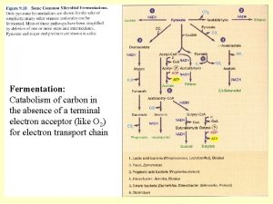 Fermentation Catabolism of carbon in the absence of