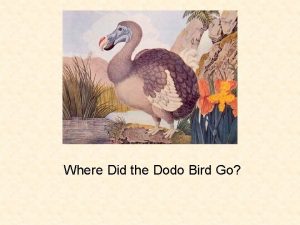 Where Did the Dodo Bird Go Dodo birds
