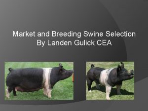 Market and Breeding Swine Selection By Landen Gulick