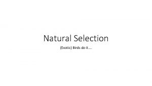 Natural Selection Exotic Birds do it Natural Selection