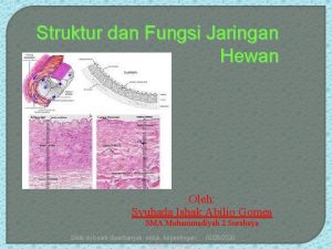 Struktur dan Fungsi Jaringan Hewan Oleh Syuhada Ishak