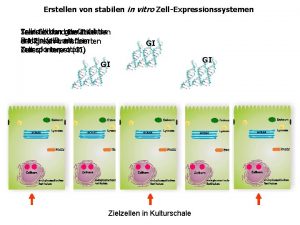 Erstellen von stabilen in vitro ZellExpressionssystemen Zellen bilden