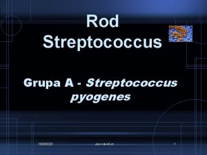 Rod Streptococcus Grupa A Streptococcus pyogenes 10282020 alen