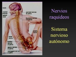 Nervios raqudeos Sistema nervioso autnomo Los nervios raqudeos
