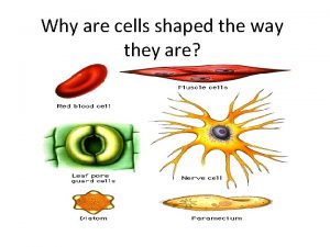 Label nerve cell