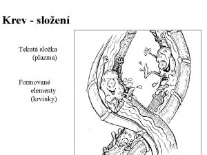 Krev sloen Tekut sloka plazma Formovan elementy krvinky