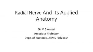 Radial Nerve And Its Applied Anatomy Dr M