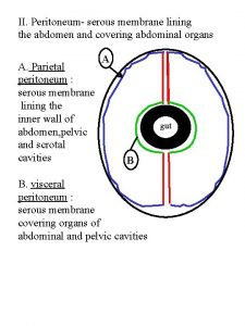 II Peritoneum serous membrane lining the abdomen and