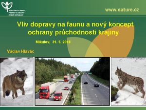 Vliv dopravy na faunu a nov koncept ochrany