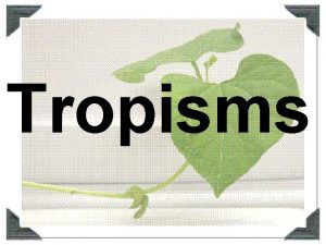 Tropisms All living organisms including plants respond to