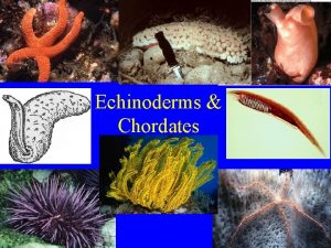 Echinoderms Chordates Phylum Echinodermata echinoderms About 6 000