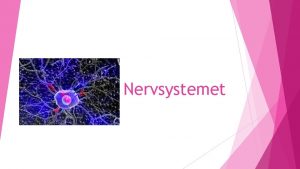 Nervsystemet Nervsystemets delar Hjrnan Ryggmrgen Nerverna Nervcellen Nervsystemet