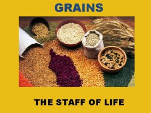 GRAINS THE STAFF OF LIFE WHAT ARE GRAINS