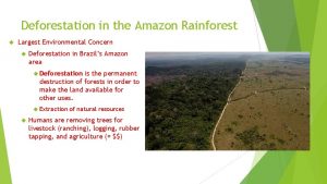 Deforestation in the Amazon Rainforest Largest Environmental Concern