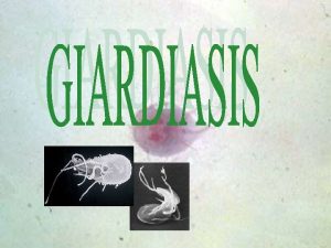 GIARDIASIS Agente Etiologico Giardia lamblia G intestinalis G