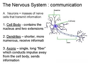 Neuron and neuroglial cells