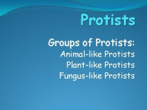 Protists Groups of Protists Animallike Protists Plantlike Protists