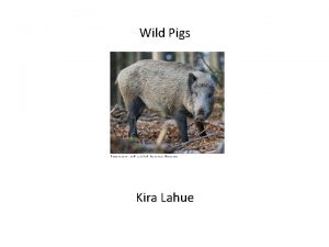 Wild Pigs Kira Lahue What do we know