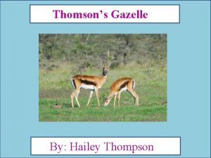 Gazelle description Gazelle description