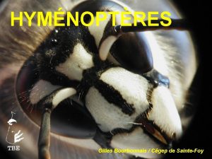 HYMNOPTRES TBE Gilles Bourbonnais Cgep de SainteFoy Deux