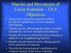 Lower extremity muscles