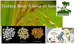 Golden Rice A boon or bane Malnutrition and