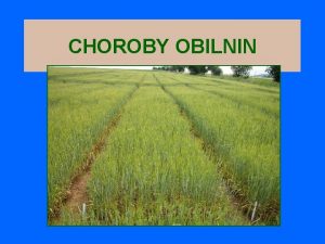 CHOROBY OBILNIN Virzy lut zakrslost jemene Pvodce Barley