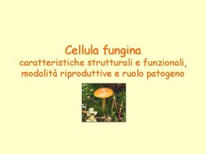 Cellula fungina caratteristiche strutturali e funzionali modalit riproduttive