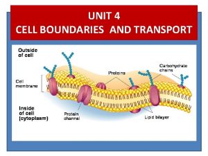 UNIT 4 CELL BOUNDARIES AND TRANSPORT CELL BOUNDARIES