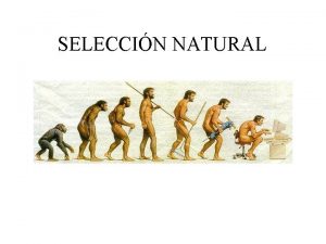 SELECCIN NATURAL Seleccin Natural Selection It is a