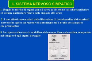 IL SISTEMA NERVOSO SIMPATICO 1 Regola le attivit