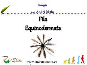Biologia Prof Andr Maia Filo Equinodermata www andremaiabio