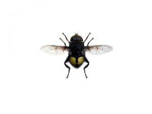 Flower Fly Looks like a social bee or