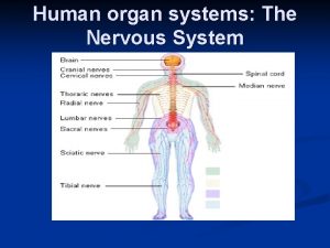 Basic unit of nervous system