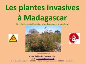 Les plantes invasives Madagascar Les plantes envahissantes Madagascar