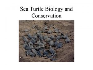 Sea Turtle Biology and Conservation Sea Turtles in