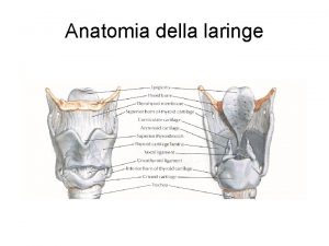 Laringe