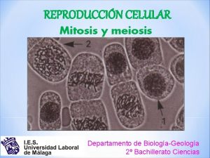 REPRODUCCIN CELULAR Mitosis y meiosis Departamento de BiologaGeologa