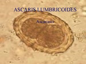 ASCARIS LUMBRICOIDES Ascariasis ASCARIS LUMBRICOIDES Morfologa ASCARIS LUMBRICOIDES